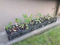 sadzonki winogron venus, kiszmisz różowy, swenson red, cascade izabela