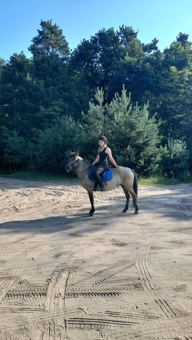 Klacz konika polskiego