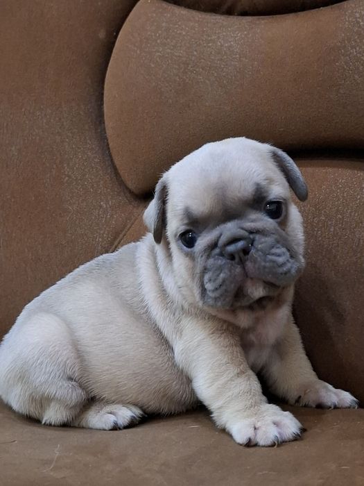 Пузики генні французики