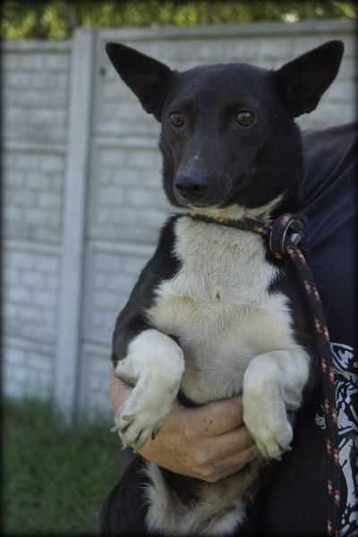 Spokojna Tinka szuka nowego domku