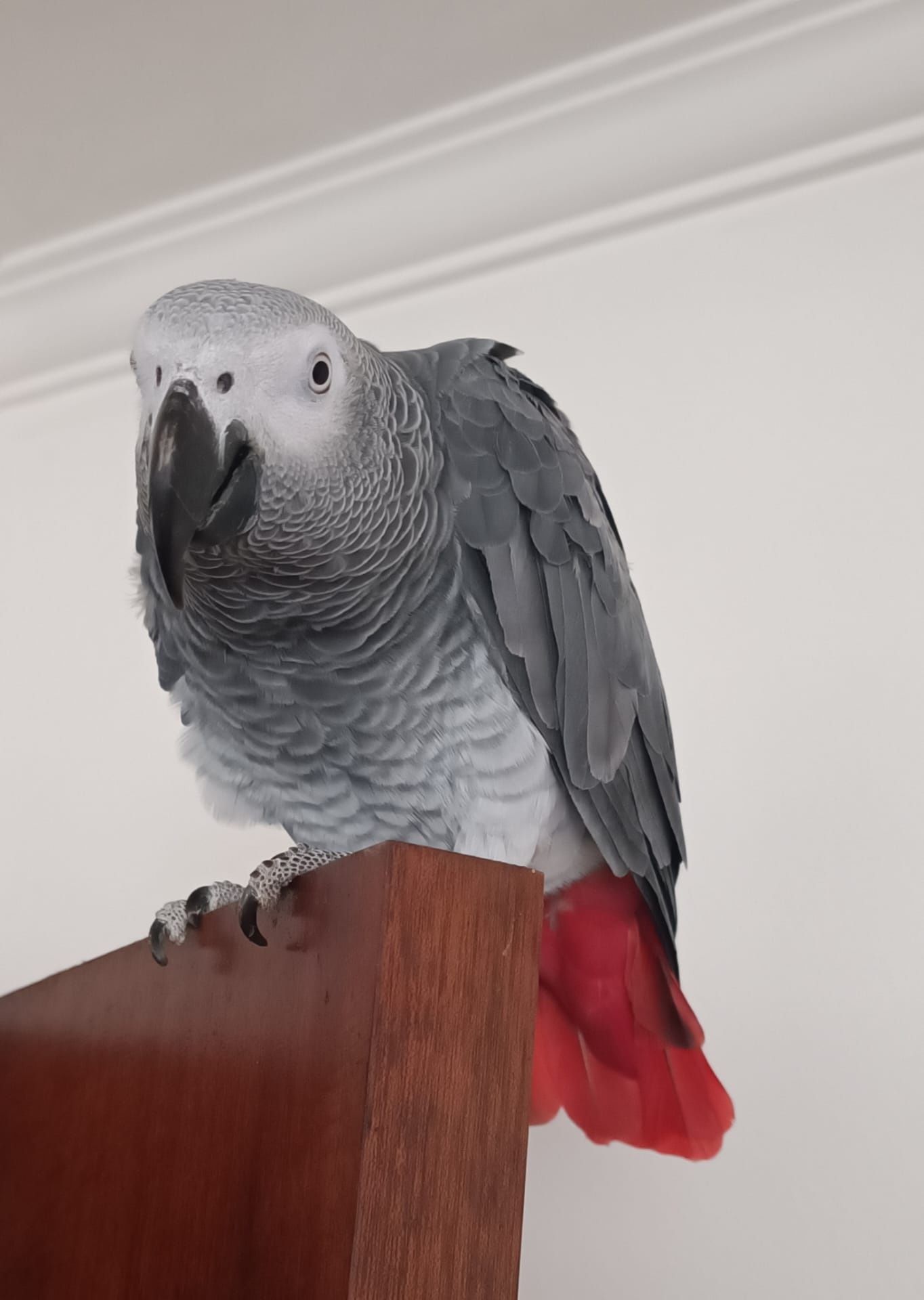 Papagaio cinzento