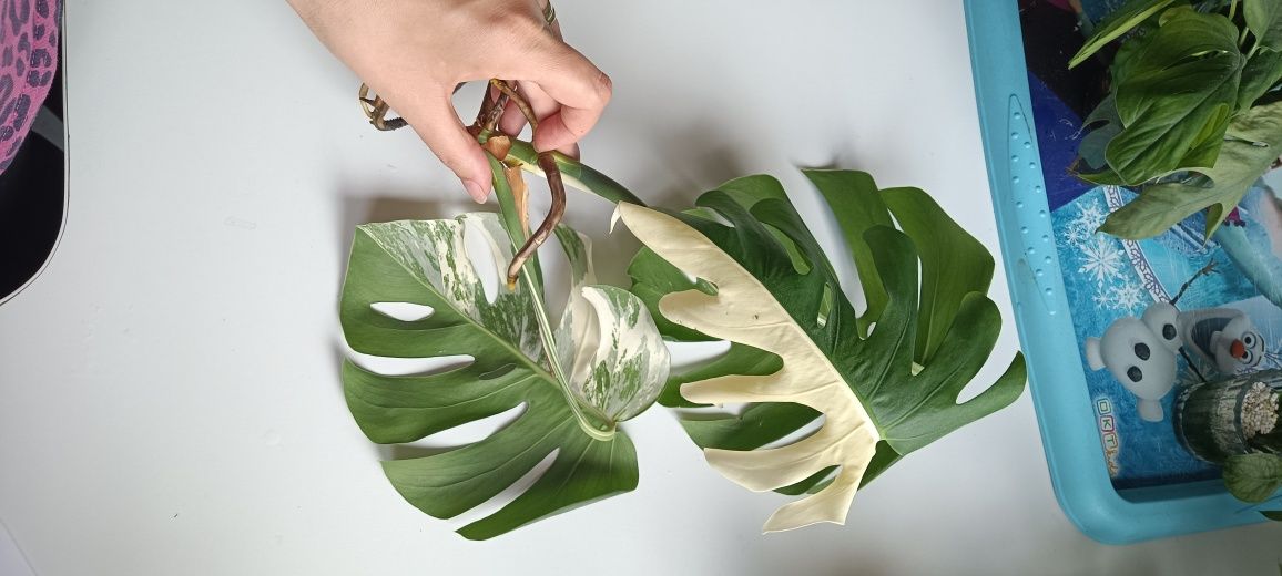 Monstera variegata