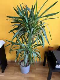 Planta Ikea, Yucca Elepantipes/2-troncos e vaso