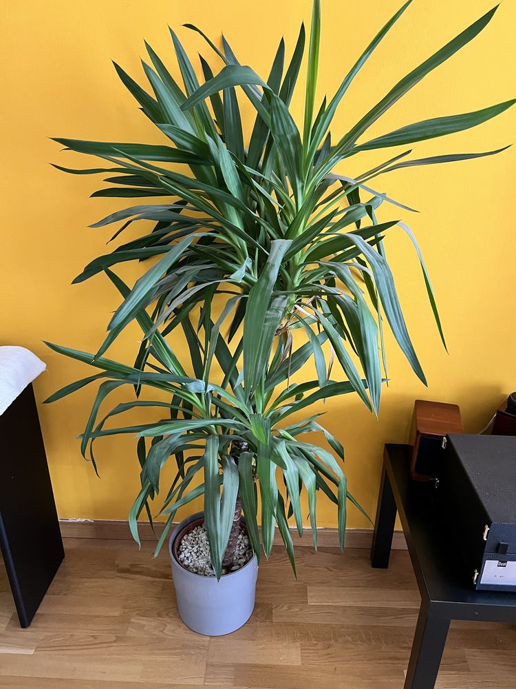 Planta Ikea, Yucca Elepantipes/2-troncos e vaso