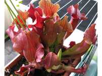 Kit completo para planta carnivora Sarracenia x Chelsonii