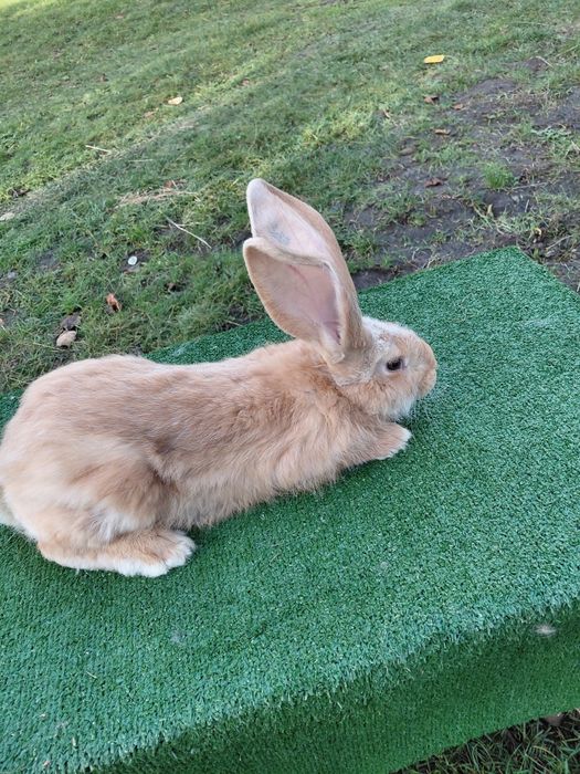 Olbrzym belgijski zolty