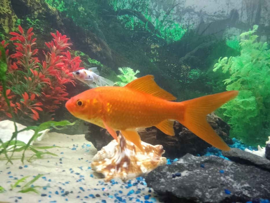 Sprzedam/zamienię  karasia koi do oczka