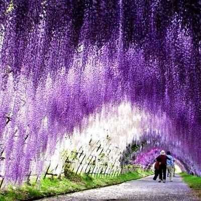 Глициния Wisteria сажецы