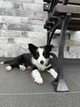 Border Collie FCI ZKwP gotowe do odbioru