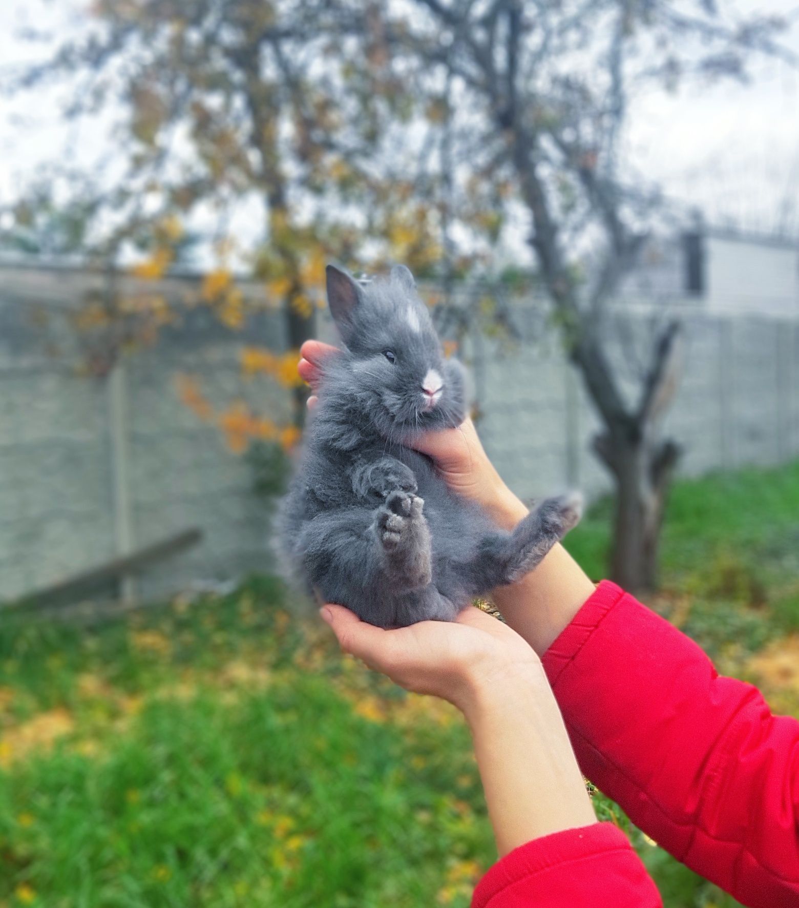 Карликовый мини кролик,міні кролики,декоративний,декоративные