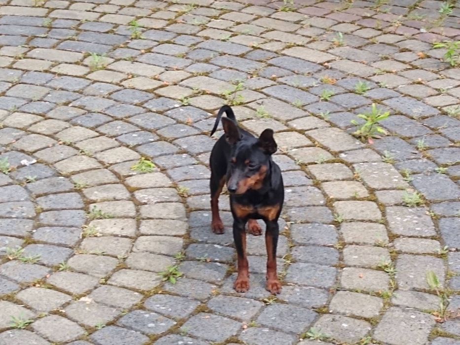 Sprzedam pieska pinczer miniaturowy