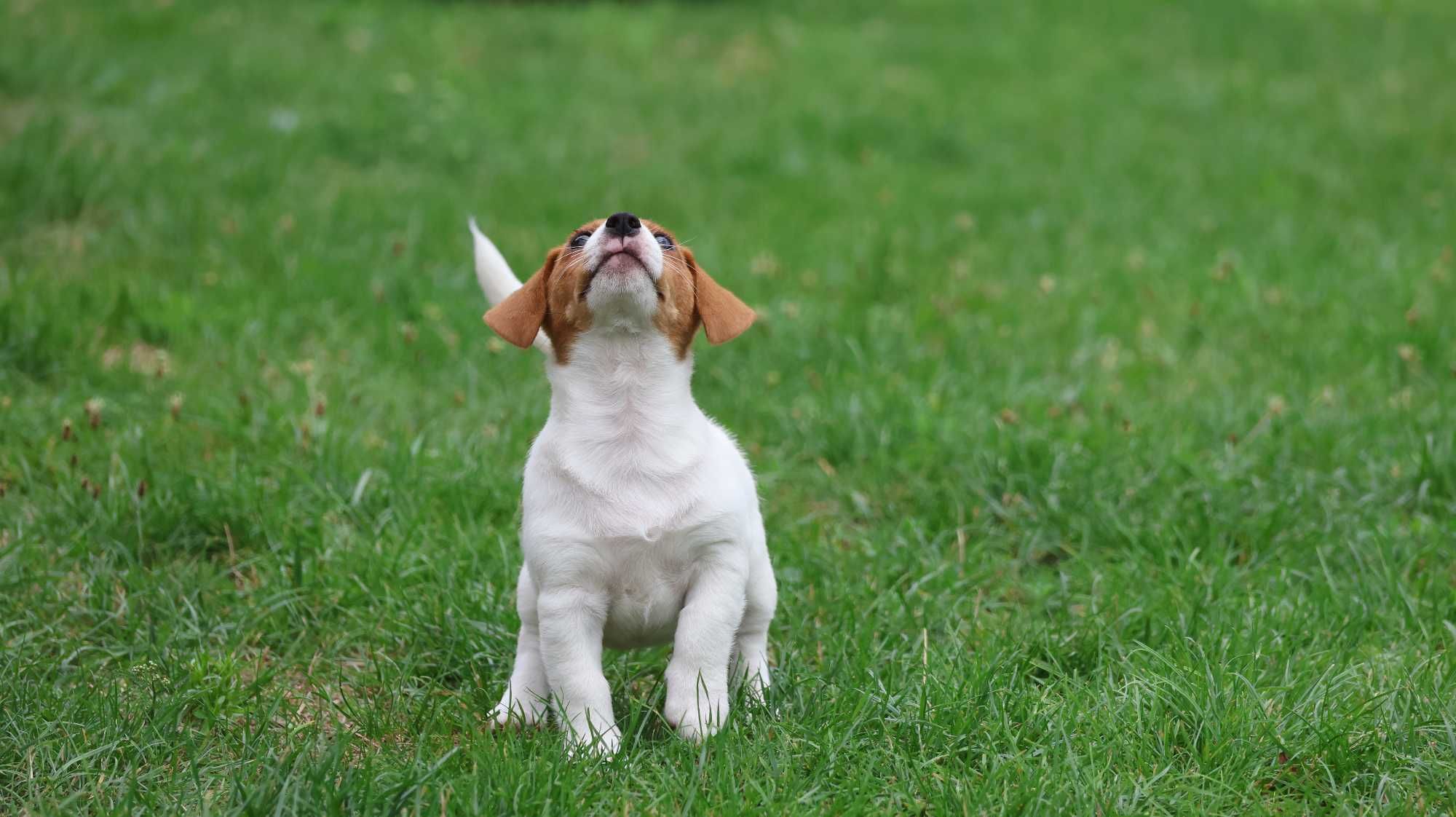 Wzorcowa suczka Jack Russell Terrier z hodowli BREFIO/bad.genetyczne