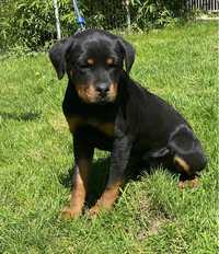 Rottweiler suczka FCI