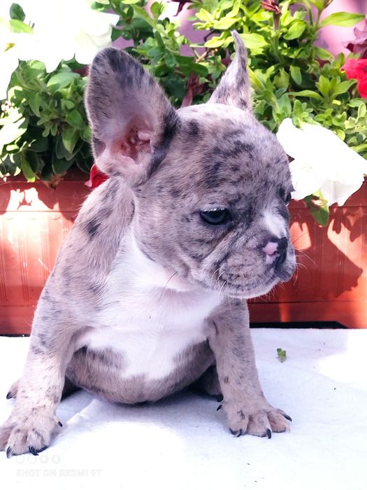 Французы мини и стандарт.