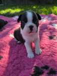 Boston Terrier ZKwP