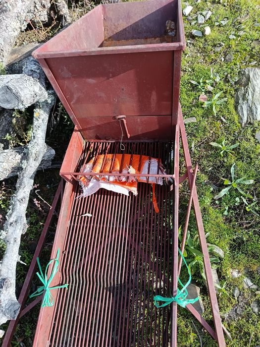 Erguedeira de azeitona.