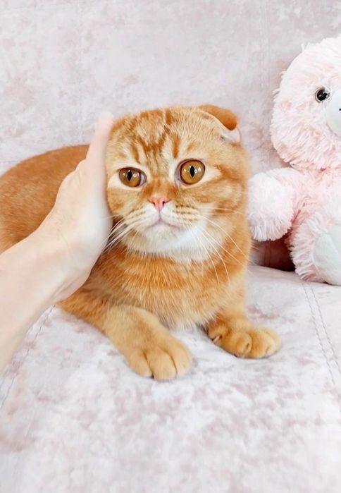 Вислоушка мальчик красавчик шиншиллка