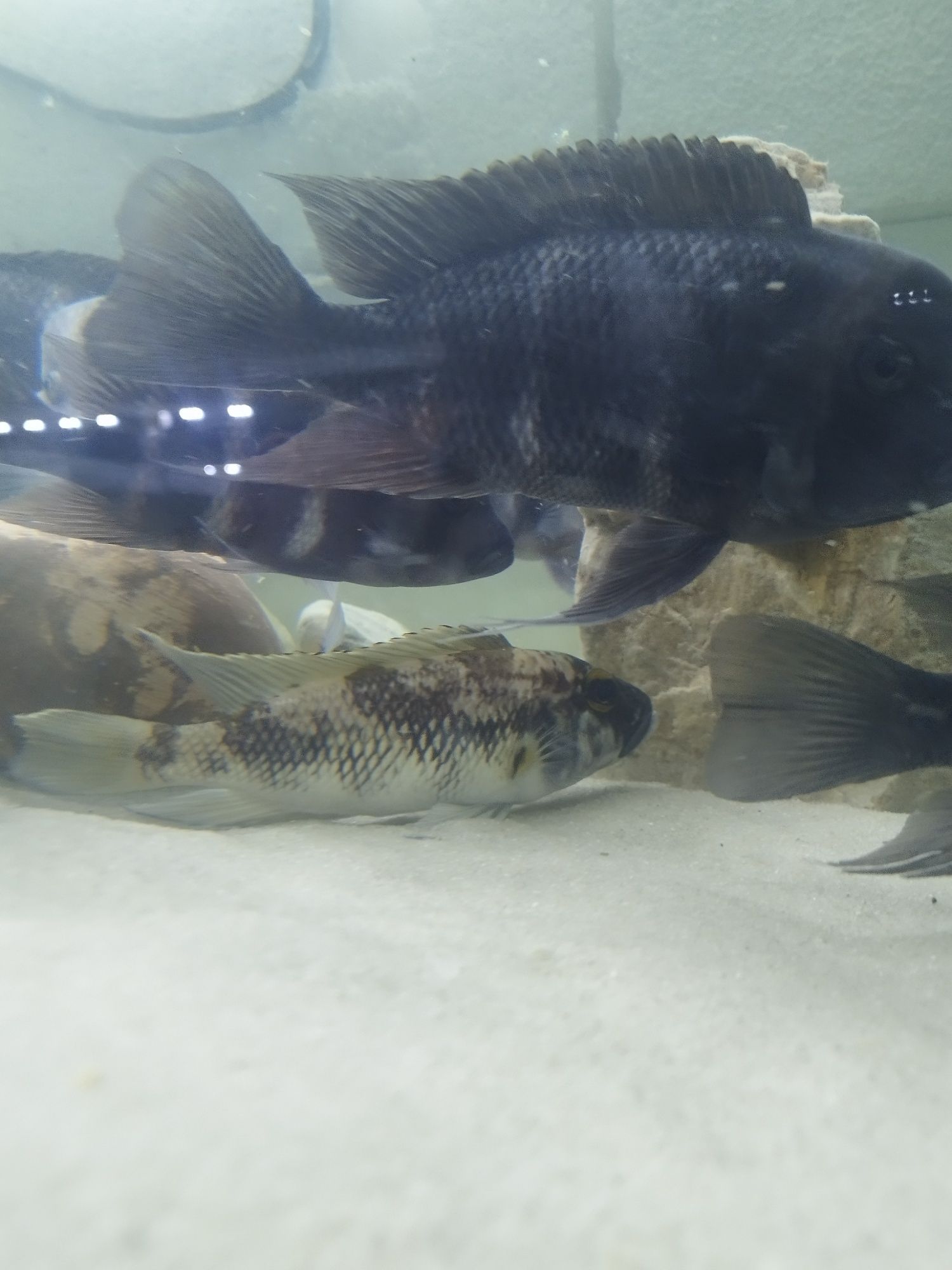Lepidiolamprologus lemairi sibwesa f1