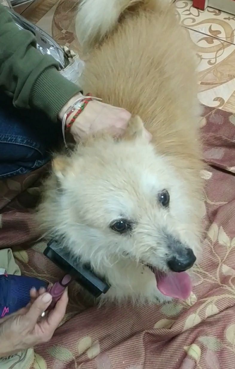 Собака хлопчик молодий Зиновій  9 кг Черкаси.