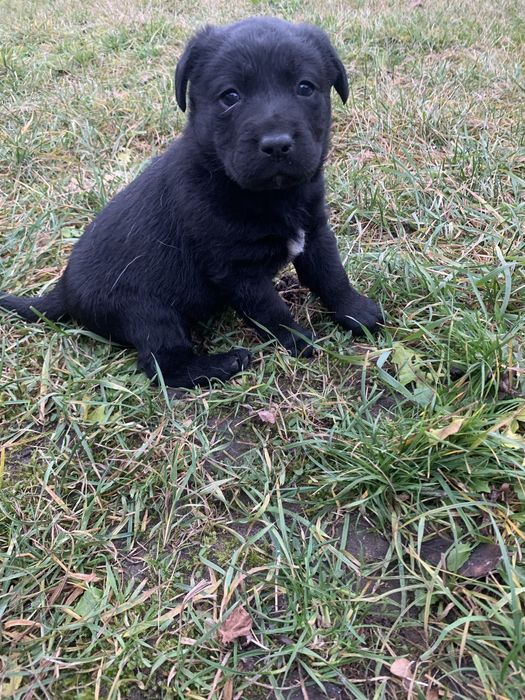 Шукаємо добрі руки для чудових цуценят