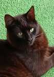 Gato de pêlo comprido