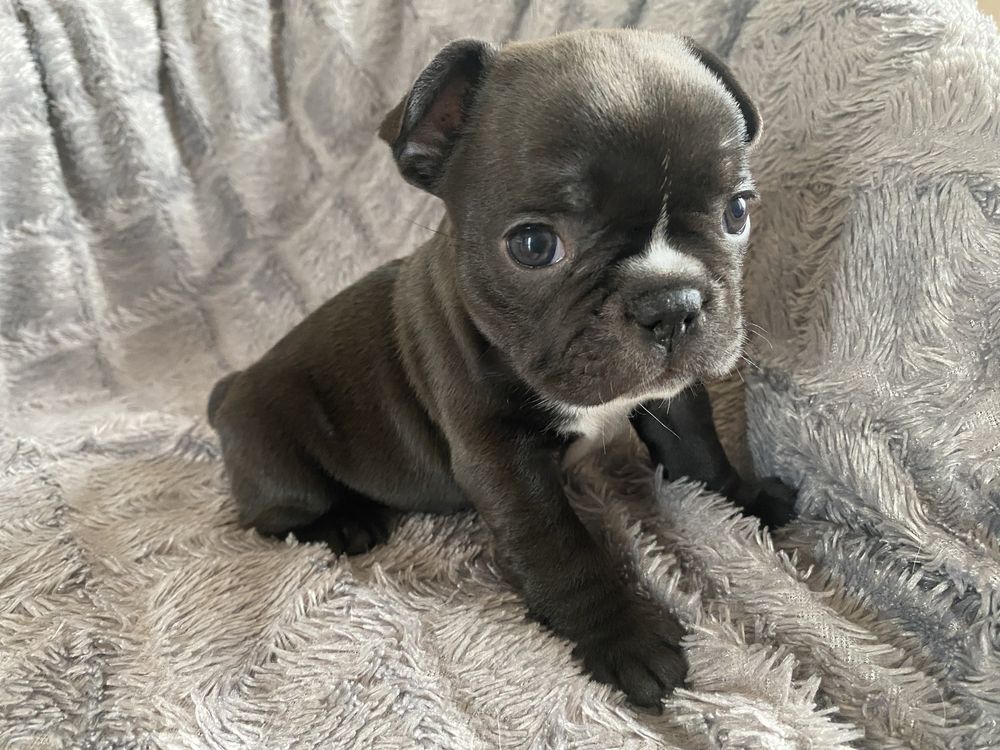 Buldog francuski