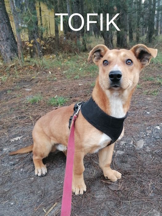 TOFIK mały młody przyjazny pies szuka domu
