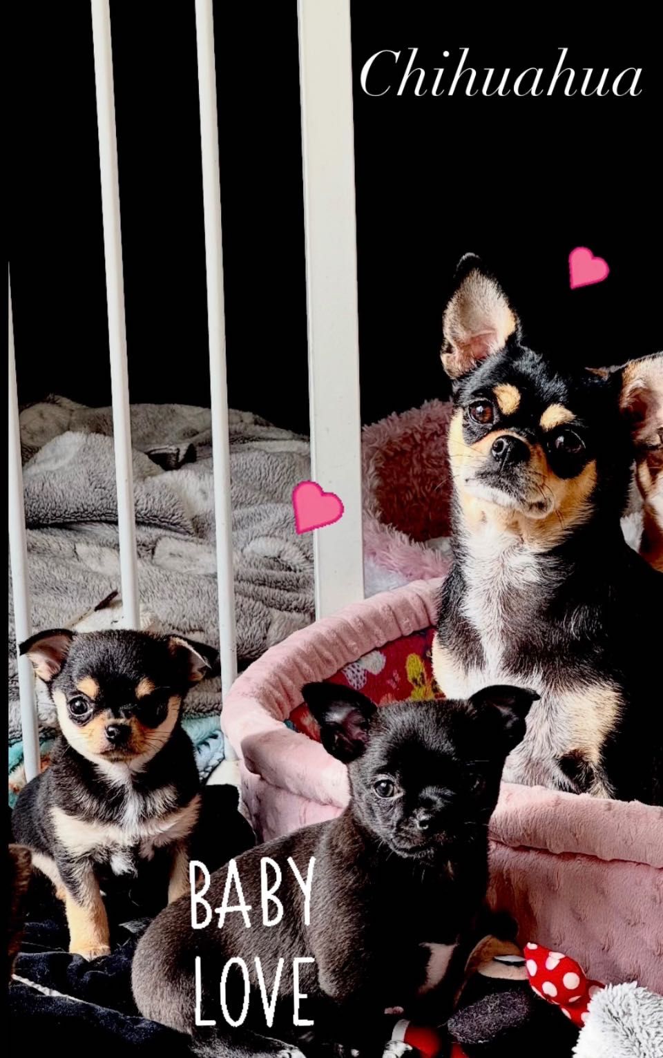 Chihuahua samczyk
