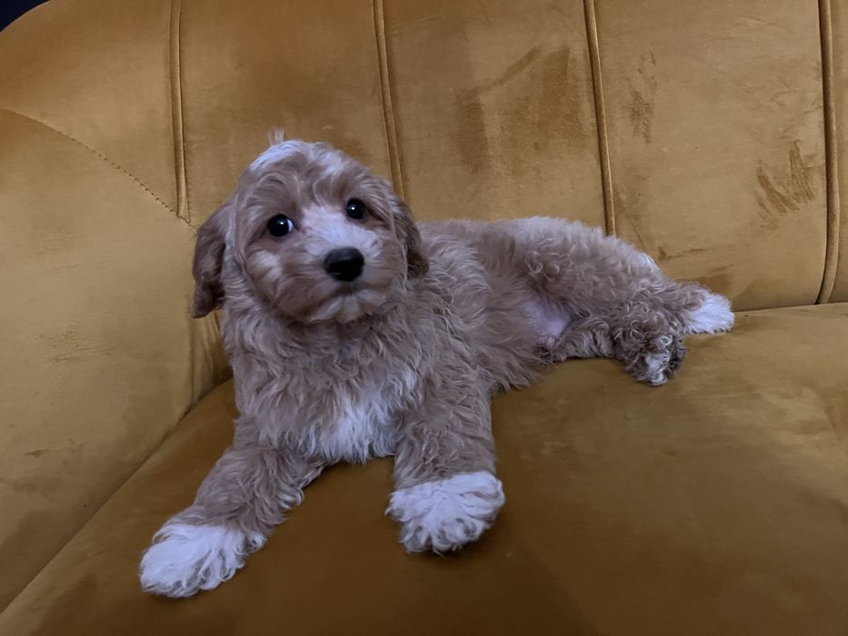 Maltipoo piesek f1
