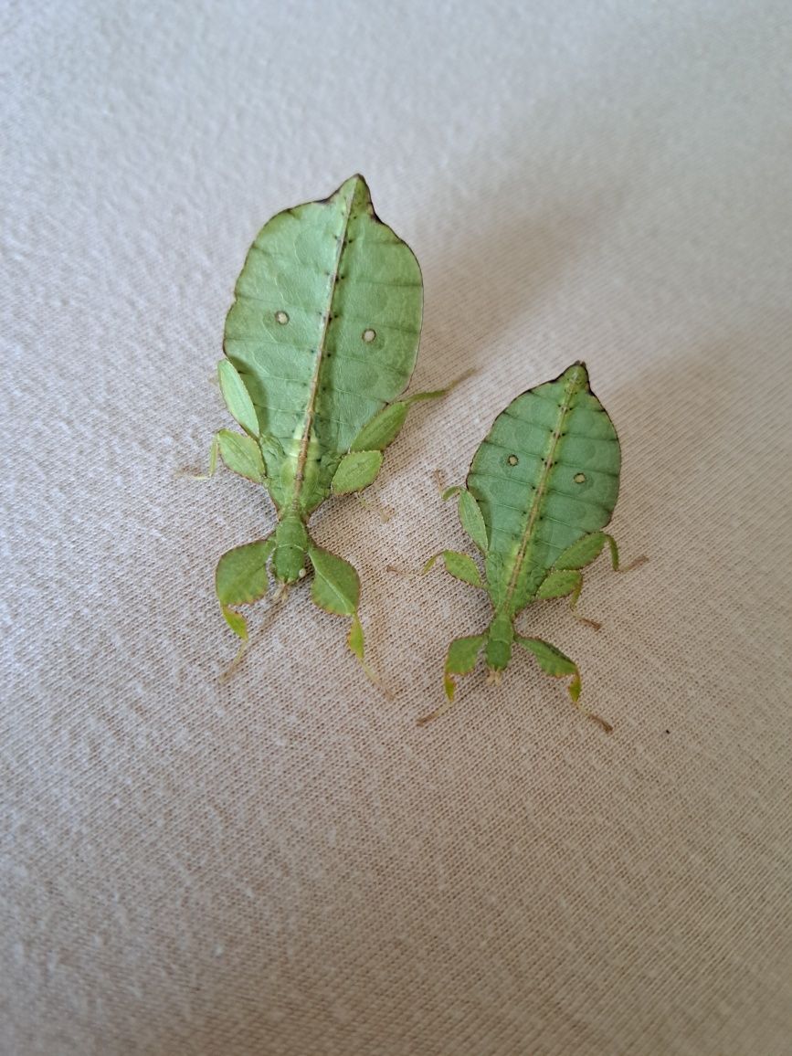 Liśćce tataba phyllium letiranti