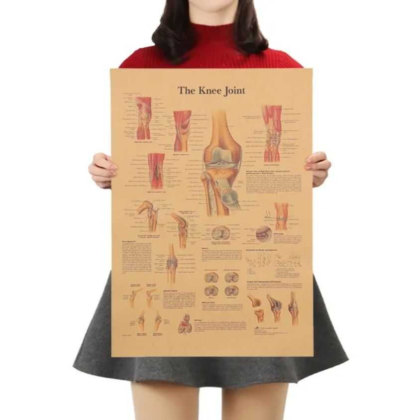 PLAKAT vintage ANATOMIA człowieka kolano