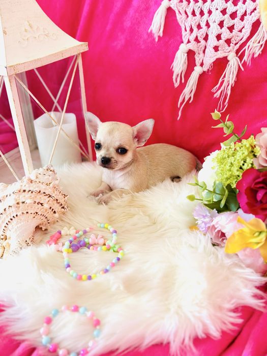 Śliczny malutki piesek chihuahua