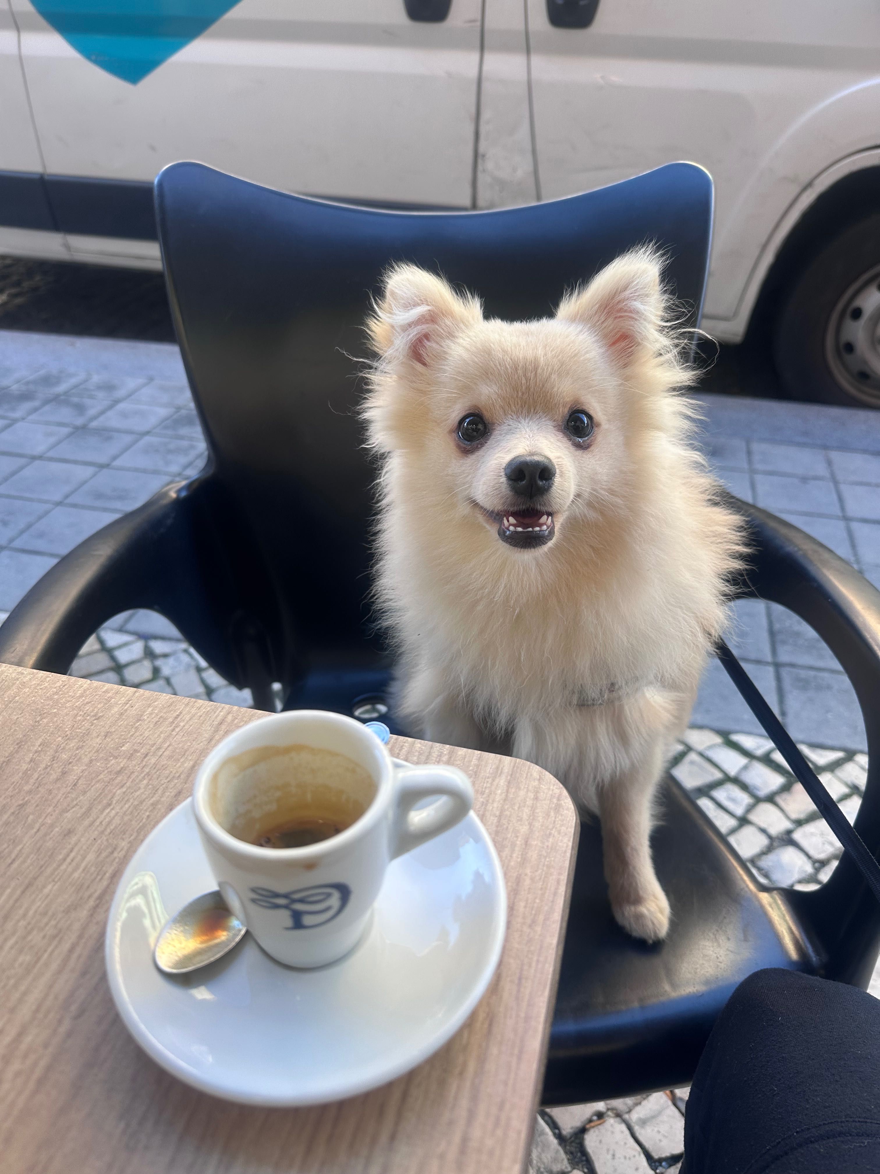 Lulu da Pomerania Procuro namorada