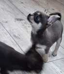 Chihuahua niebieska suczka