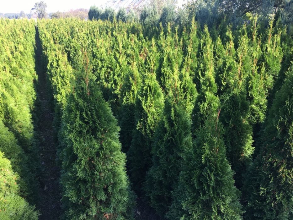 Tuje Szmaragd 1,6-1,8m