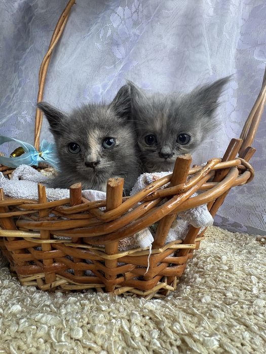 Кошенята від висловушки