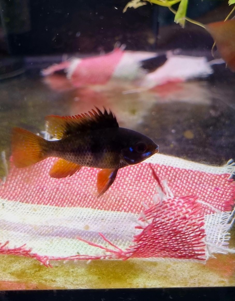 Pielęgniczka ramireza black (czarna)