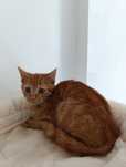 Maluchy do adopcji
