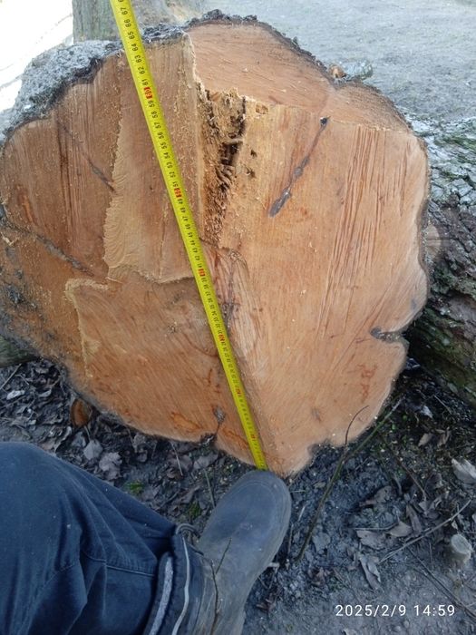 Кругляк   груша ...