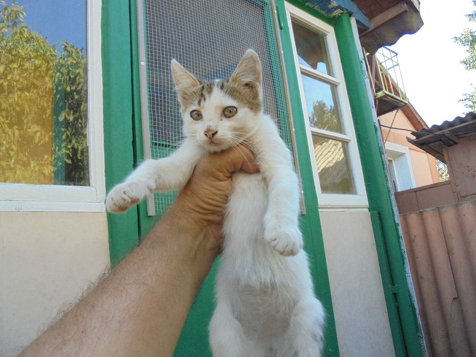 дарим котика 4 месяца.