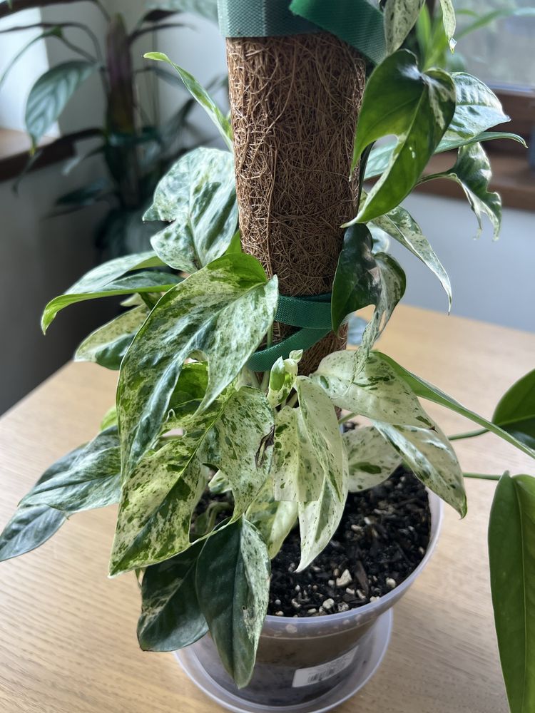 Epipremnum Pinnatum Marble Variegata