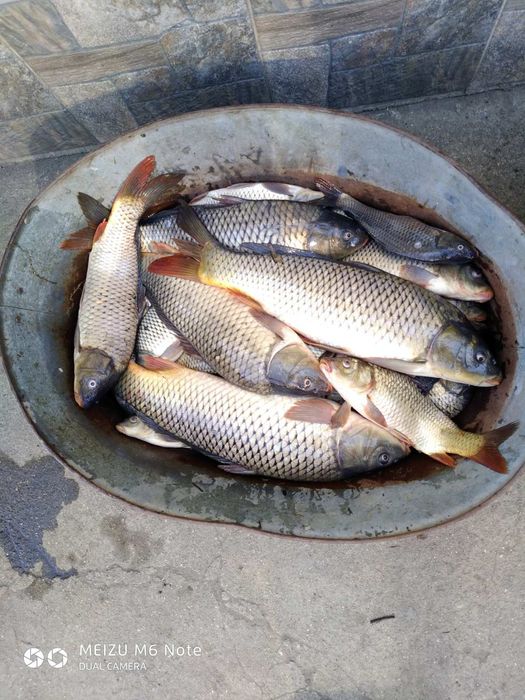 Донка, закидушка, резинка