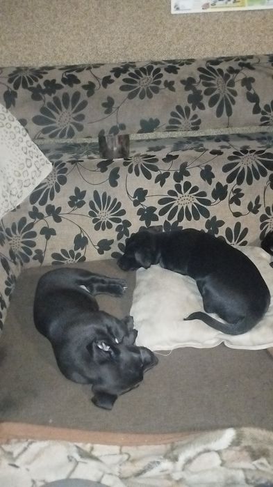 Oddam szczeniaczki (suczki)