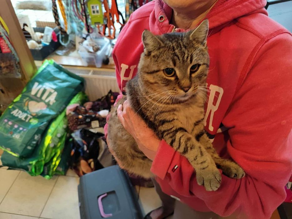 Miziasty piękny kocurek - oddam do adopcji