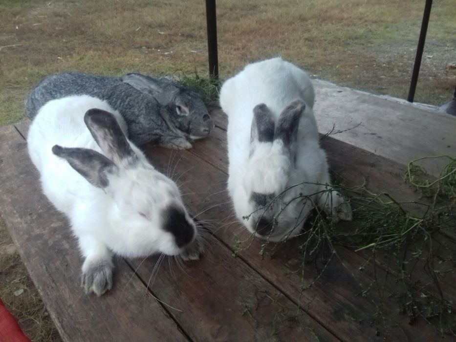 Молоді кролики готові до переїзду!!!