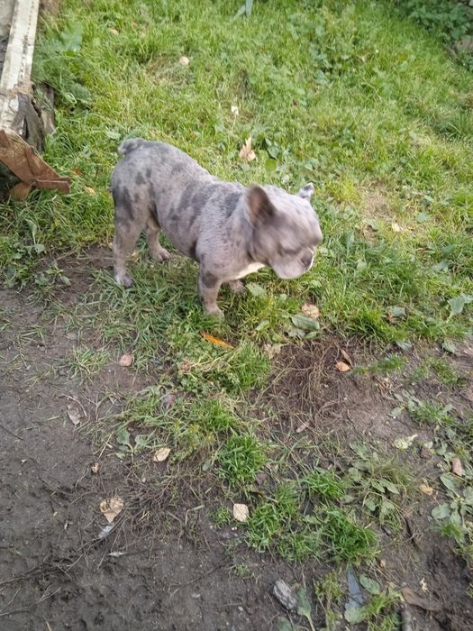 Взрослый кобель 4 года