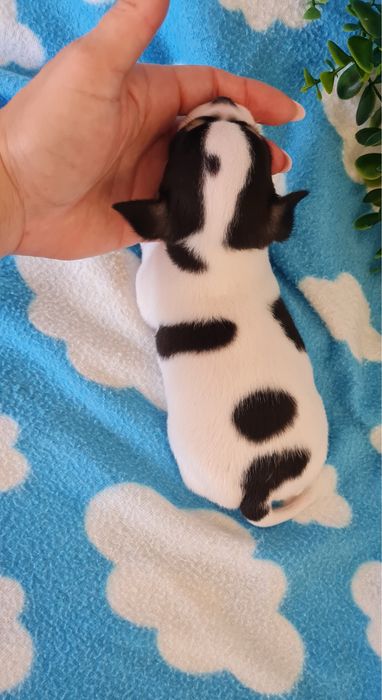 Estupendo Chihuahua/Chiuaua de Qualidade