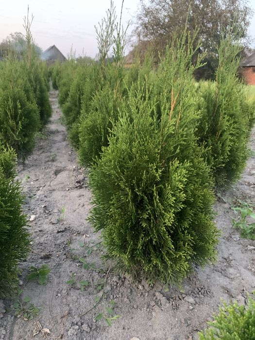 Туя колумна смаргд брабант кипарисовик