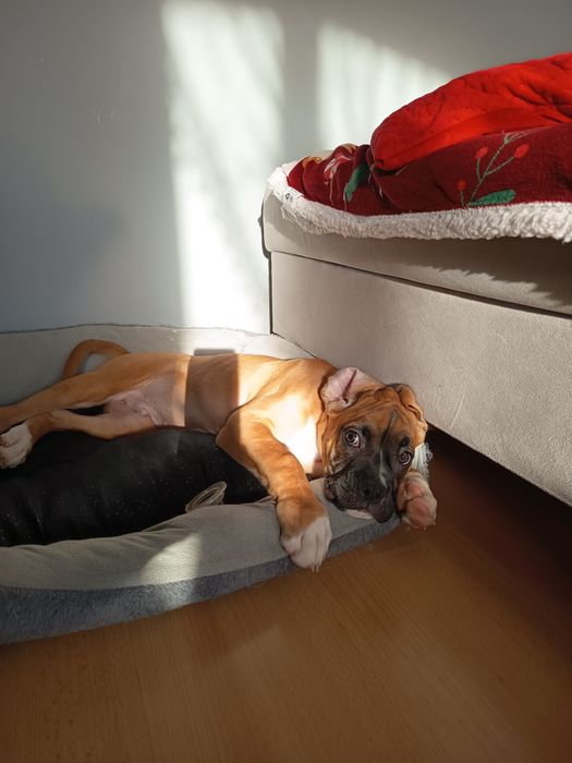 Piesek bokser 3 miesiące