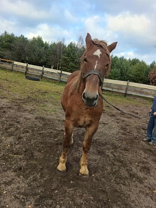 Źrebica zimnokrwista